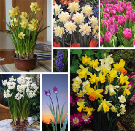 Flowers for Stephan