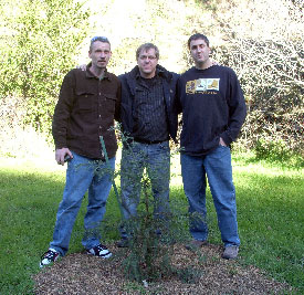 Redwood Redwood